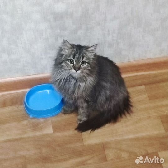 Чудесная Фиона ищет дом и семью