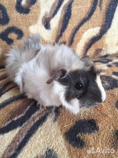 Морская свинка