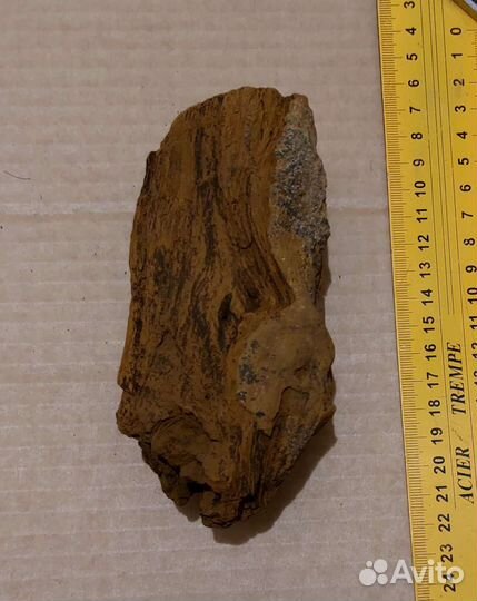 Окаменелое дерево