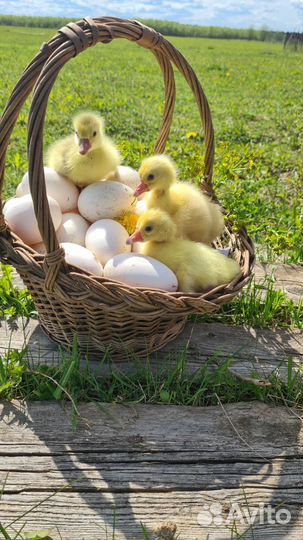 Яйца гусиное