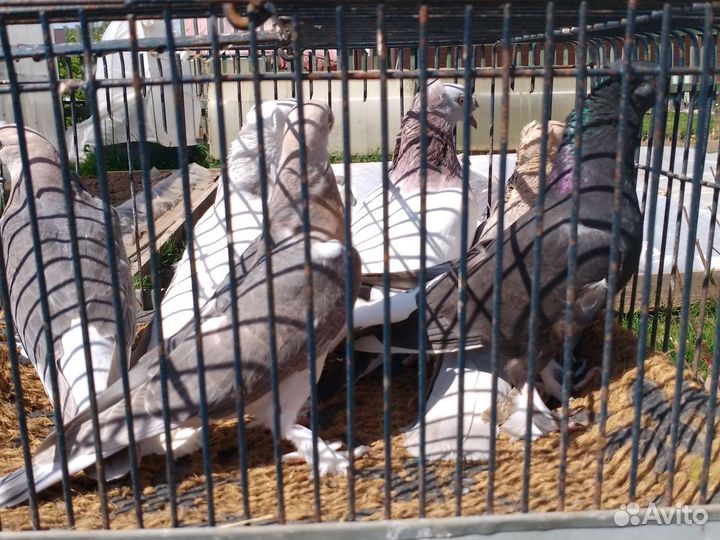 Продажа голубей турецкая такла