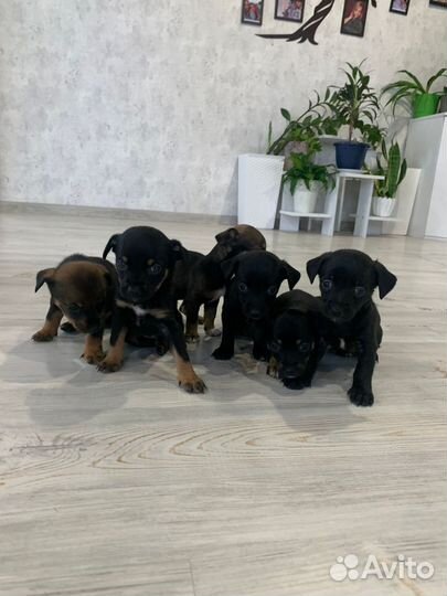 Щенки цвергпинчера смесь с пинчером