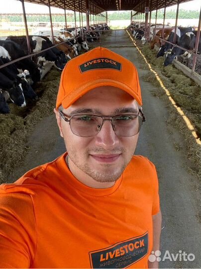 Осеменение тёлок и коров, исследование на узи