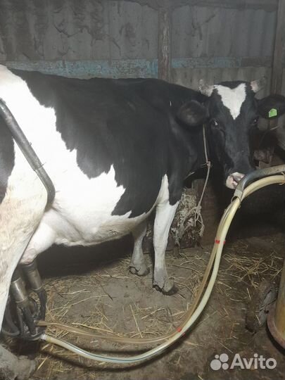Коровы дойные молочные