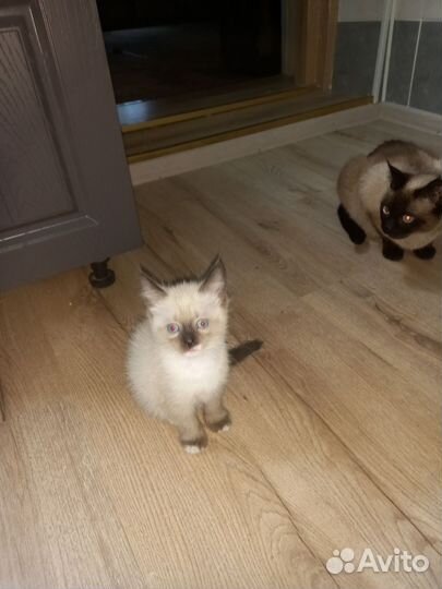 Сиамский котенок отдам в хорошие руки бесплатно