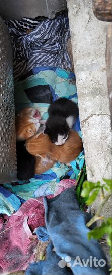 Котята в добрые руки