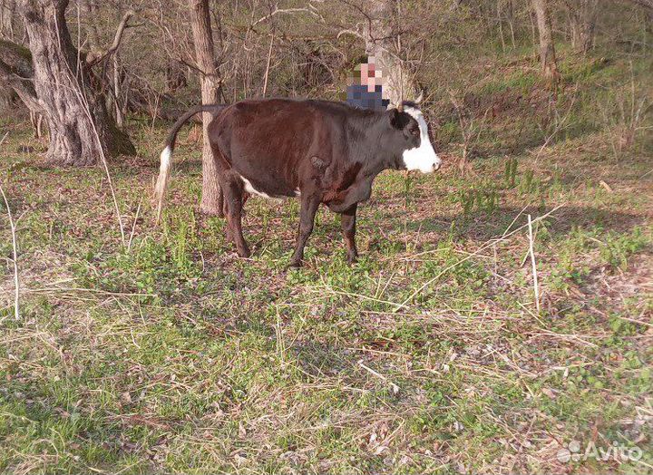 Перва тёлка
