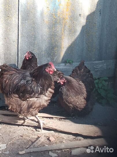 Куры орпингтон шеколад