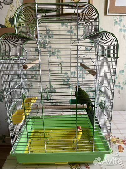 Попугай какарик