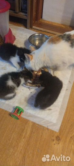 Котята мальчики в добрые руки