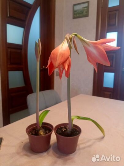 Гиппеаструм