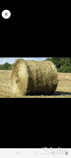 Сено луговое с доставкой
