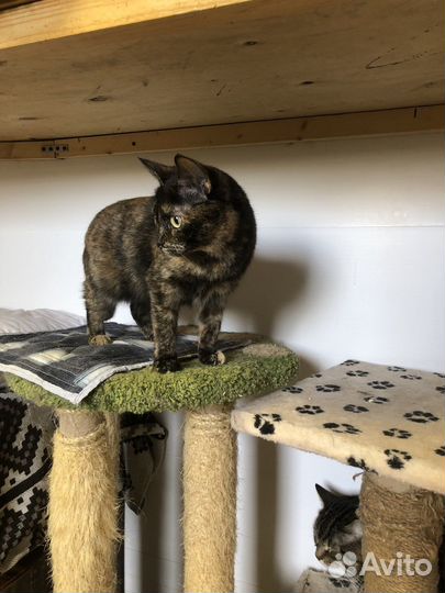 Кошка в дар