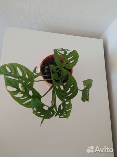 Монстера Манки