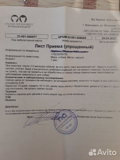Пристроим щенка (девочка) 2,5 месяца в добрые руки