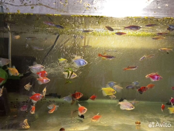 Рыбы,креветки и растения для нового аквариум
