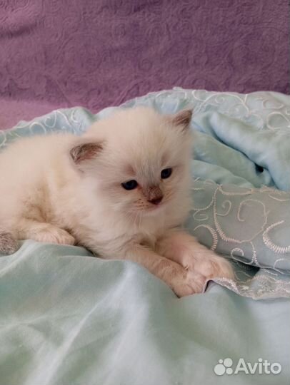 Котята рэгдолл