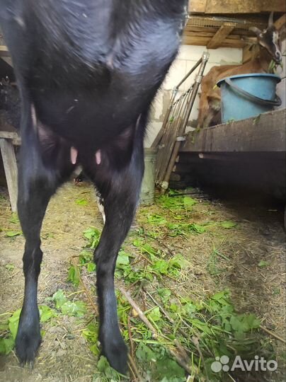 Коза зааненская