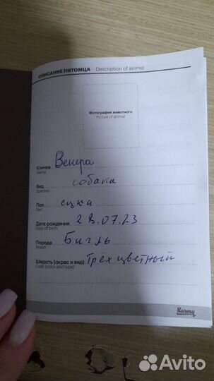 Щенки бигль