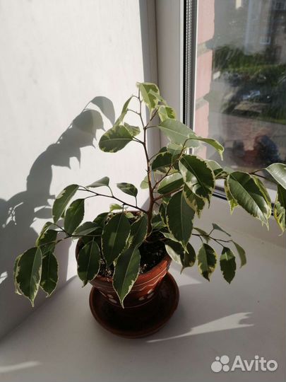Фикус бенджамина