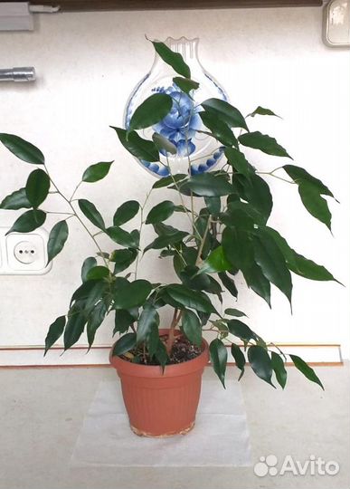 Фикус Бенджамина в горшке