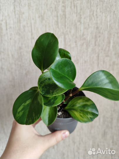 Пеперомия туполистная вариегатная
