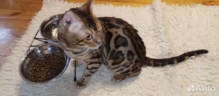 Бенгальский кот