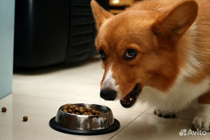 Корм для собак вельш