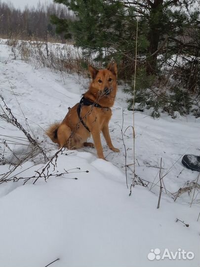 Карело финская лайка (вязка)