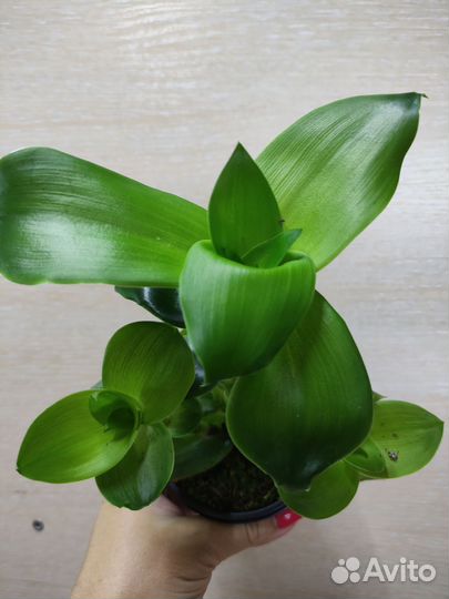 Традесканция