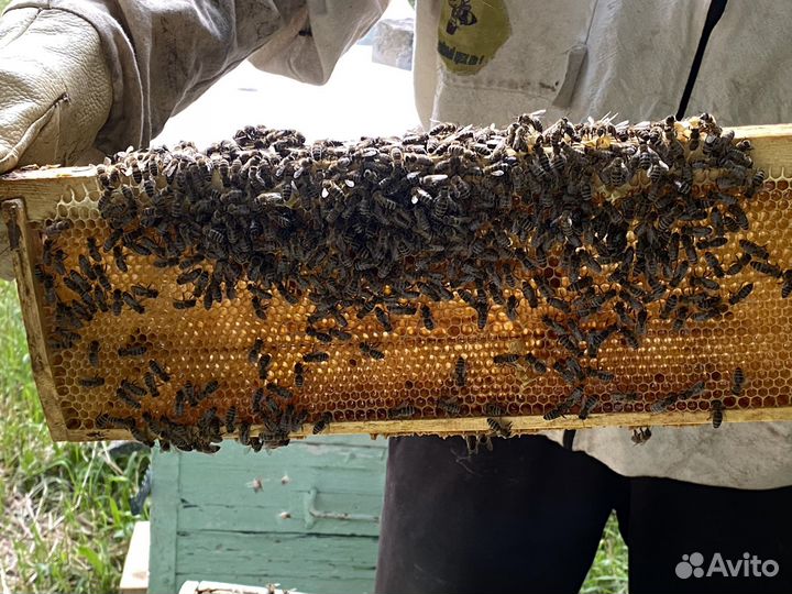 Мед Мёд.Разнотравье. 2023