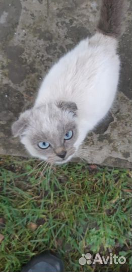 Кошка в дар