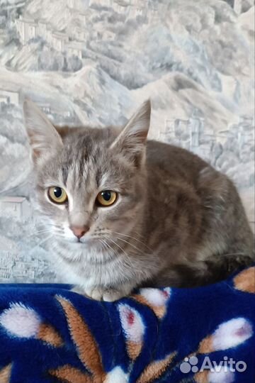 Котенок
