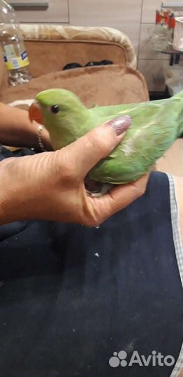 Ожереловый попугай птенцы