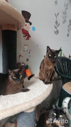 Гостиница для кошек передержка