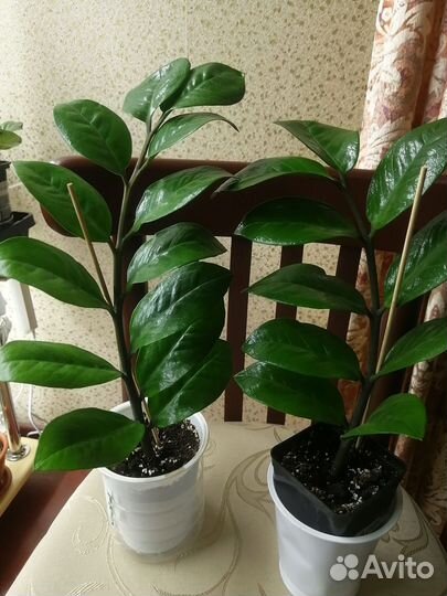 Замиокулькас