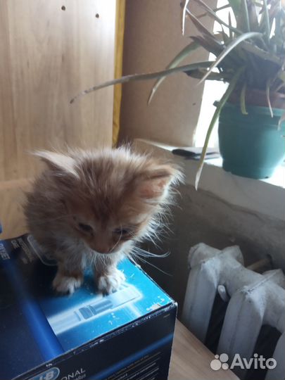 Милые котята добрые руки