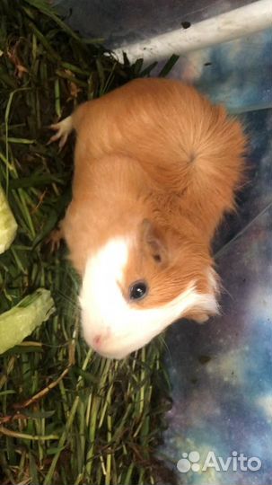 Морская свинка