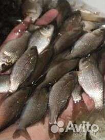 Живец карасик