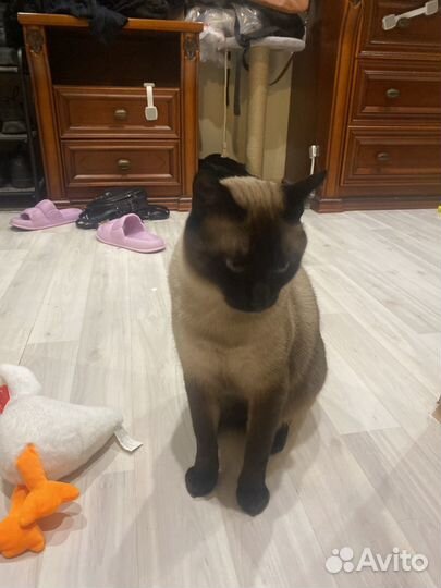 Тайский кот