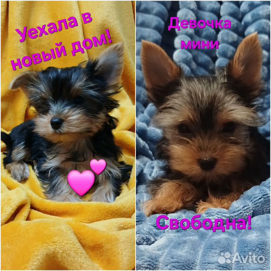 Мини девочки Йоркширский терьер