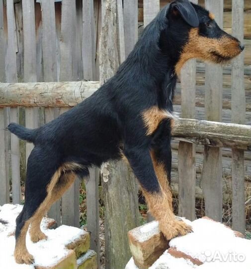 Кобели для вязок