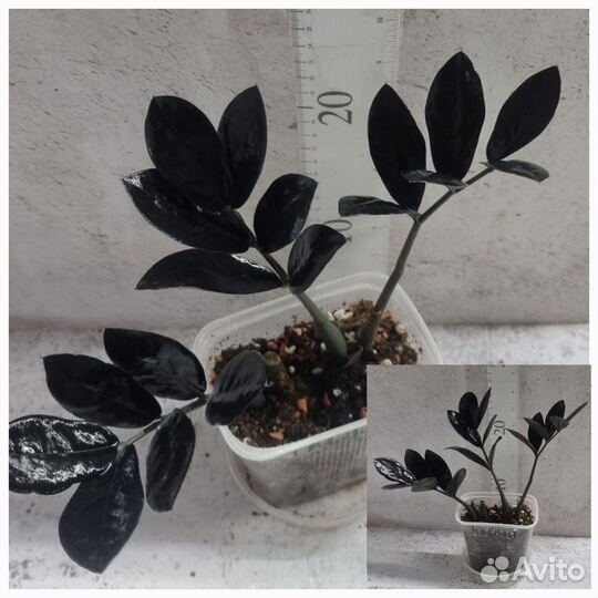 Замиокулькас, аглаонема, монстера