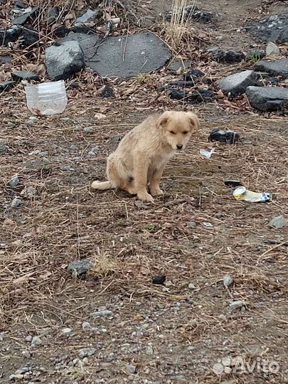 Дайте шанс жить