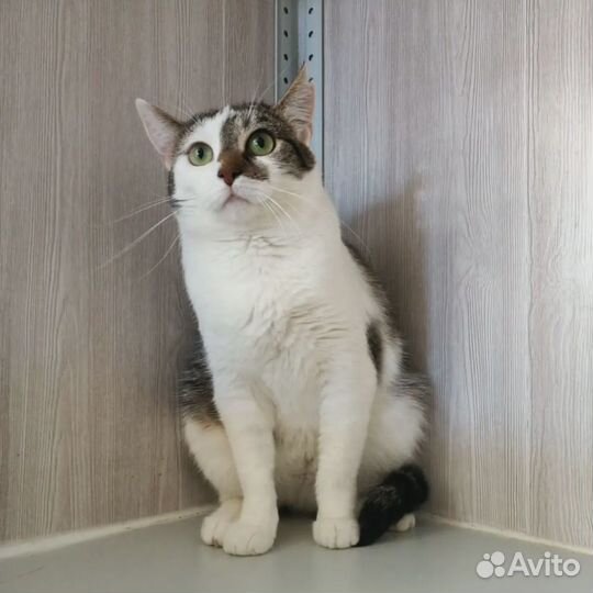 Марфуша 1.5 года ищет дом