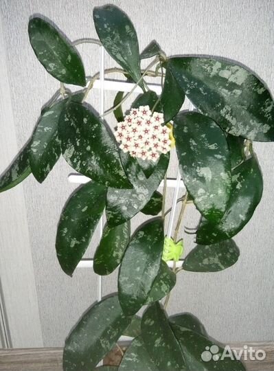 Хойя Пху Вуа сплэш (hoya Phu Wua sp.)
