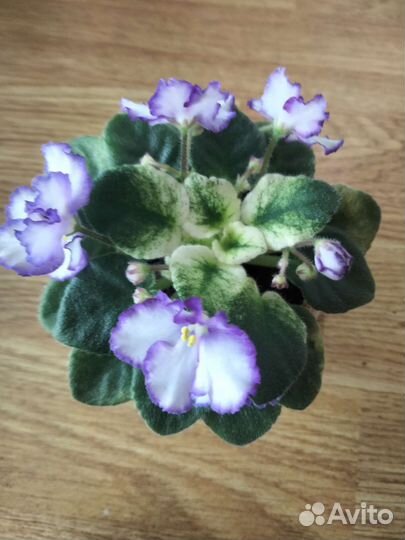 Миниатюрные фиалки