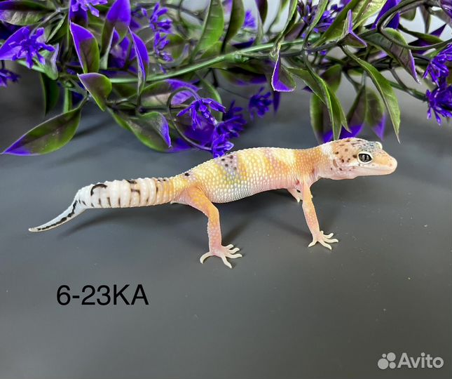 Эублефар самки и самцы