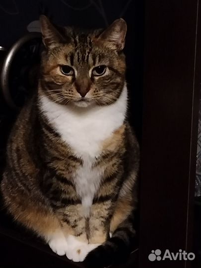 Кошка ищет дом