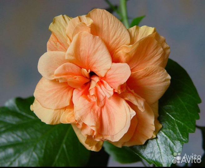 Гибискусы китайская роза (ассорти)